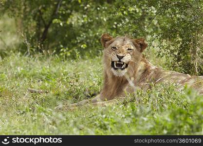 Lioness lying in African undergrowth