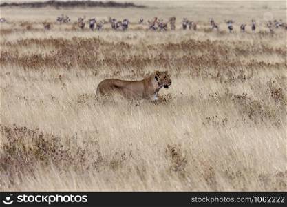Lioness (Panthera leo) hunting near a herd of springbok antelope in the grasslands of Etosha National Park in Namibia, Africa.