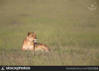 Lioness, Panthera leo, Masaimara, Africa