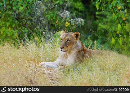 Lioness (Panthera leo) resting in a forest, Makalali Game Reserve, South Africa