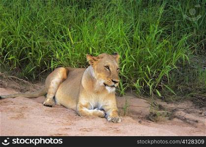 Lioness (Panthera leo) resting in dry riverbed, Motswari Game Reserve, South Africa