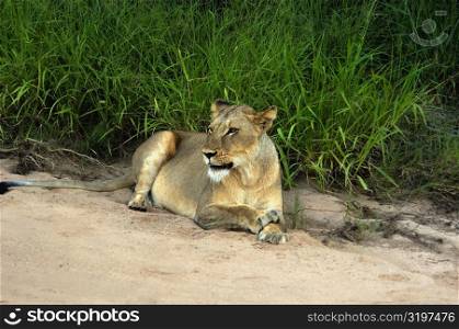 Lioness (Panthera leo) sitting in a forest, Motswari Game Reserve, Timbavati Private Game Reserve, Kruger National Park, Limpopo, South Africa
