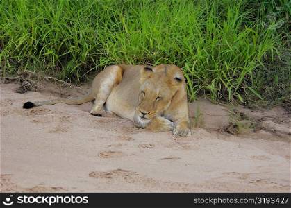 Lioness (Panthera leo) sleeping in dry riverbed, Motswari Game Reserve, South Africa