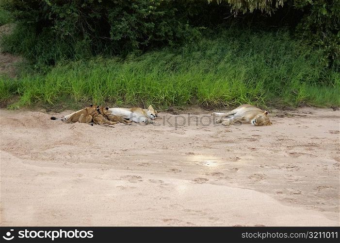 Lioness (Panthera leo) sleeping with its cubs in a forest, Motswari Game Reserve, Timbavati Private Game Reserve, Kruger National Park, Limpopo, South Africa