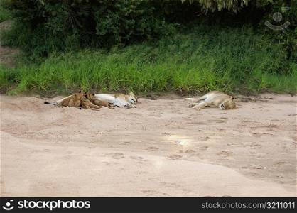 Lioness (Panthera leo) sleeping with its cubs in a forest, Motswari Game Reserve, Timbavati Private Game Reserve, Kruger National Park, Limpopo, South Africa