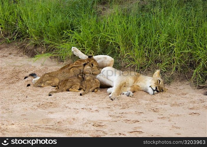 Lioness (Panthera leo) with suckling cubs in a forest, Motswari Game Reserve, Timbavati Private Game Reserve, Kruger National Park, Limpopo, South Africa