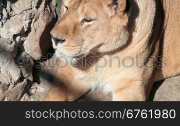 lioness resting