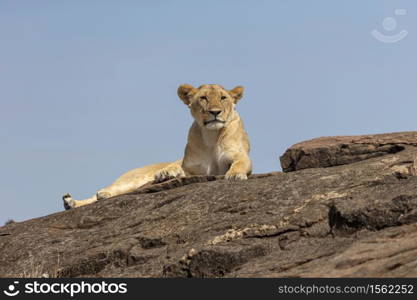 Lioness resting on a rock, Maasai Mara National Reserve, Kenya, Africa