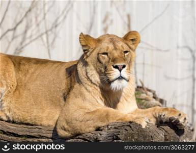 Lioness resting over fsllen tree