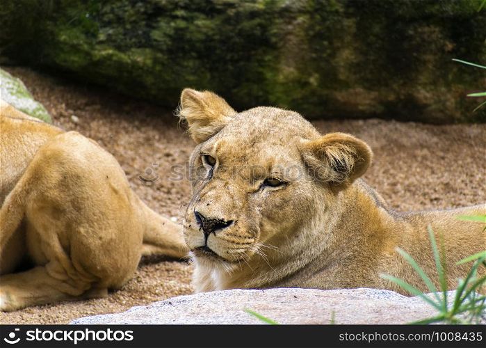 Lioness resting vigilant in a Spanish Zoo. Lioness resting vigilant