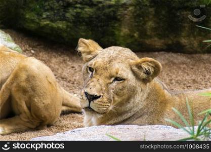 Lioness resting vigilant in a Spanish Zoo. Lioness resting vigilant