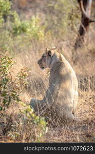 Lioness sitting in the grass and looking in the Welgevonden game reserve, South Africa.