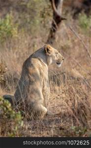 Lioness sitting in the grass and looking in the Welgevonden game reserve, South Africa.