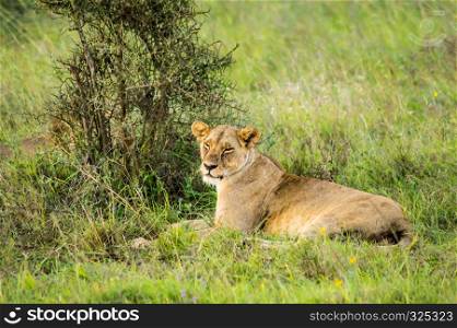 Lioness sitting in the savannah of Nairobi Park in Kenya in Africa. Lioness sitting in the savannah