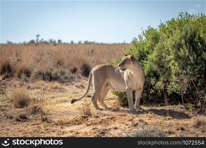 Lioness standing in the grass and looking around in the Welgevonden game reserve, South Africa.