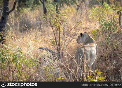 Lioness standing in the grass and looking in the Welgevonden game reserve, South Africa.