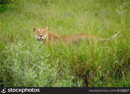 Lioness standing in the high grass in the Central Kalahari, Botswana.