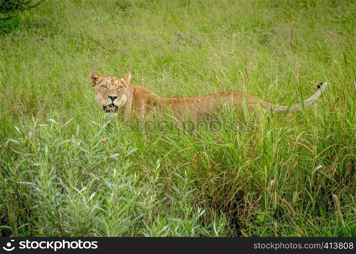 Lioness standing in the high grass in the Central Kalahari, Botswana.
