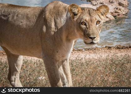 Lioness starring at the camera in the Kgalagadi Transfrontier Park, South Africa.