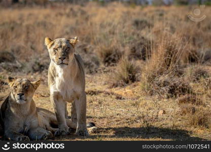 Lioness starring at the camera in the Welgevonden game reserve, South Africa.