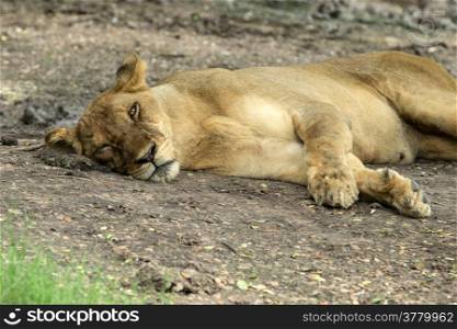 Lioness taking a short nap