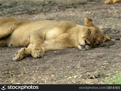 Lioness taking a short nap