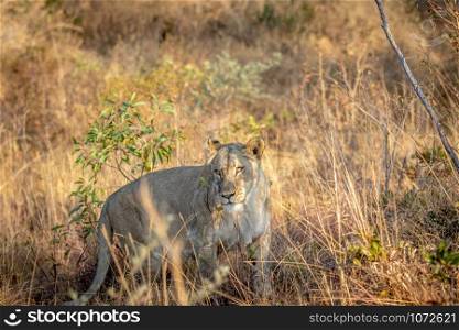 Lioness walking in the bush in the Welgevonden game reserve, South Africa.