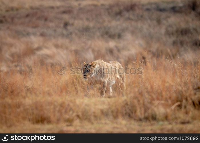Lioness walking in the high grass in the Welgevonden game reserve. South Africa.