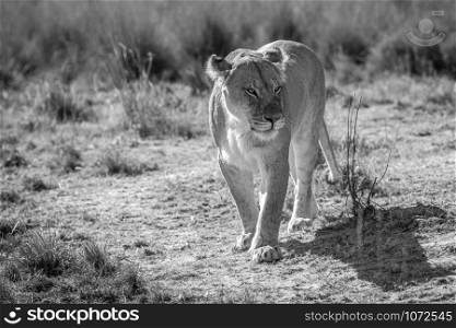 Lioness walking towards the camera in black and white in the Welgevonden game reserve, South Africa.