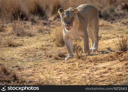 Lioness walking towards the camera in the Welgevonden game reserve, South Africa.