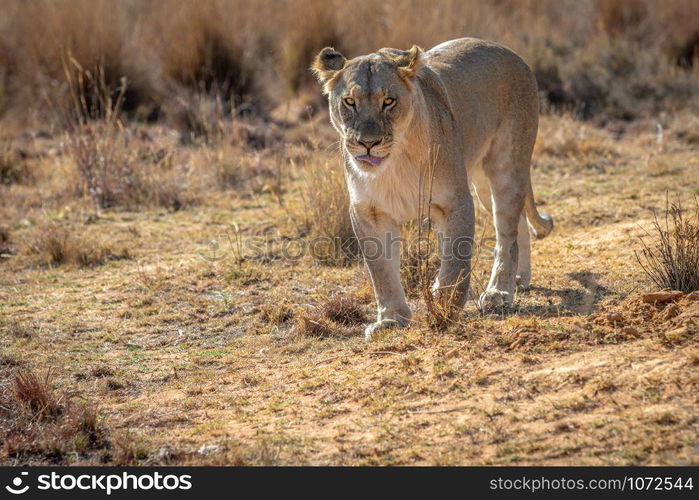 Lioness walking towards the camera in the Welgevonden game reserve, South Africa.