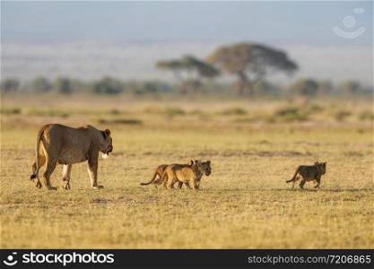 Lioness with 3 cubs, Amboseli, Kenya, Africa