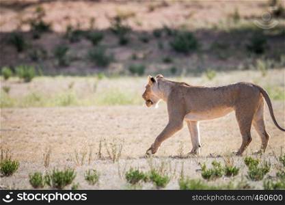 Lioness with a Leopard tortoise in her mouth in the Kgalagadi Transfrontier Park, South Africa.