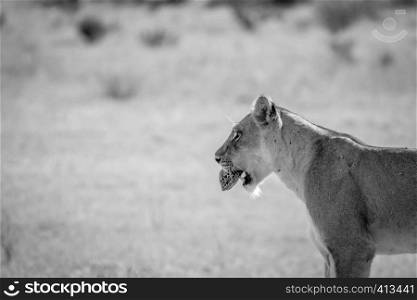 Lioness with a Leopard tortoise in the mouth in black and white in the Kalagadi Transfrontier Park, South Africa.