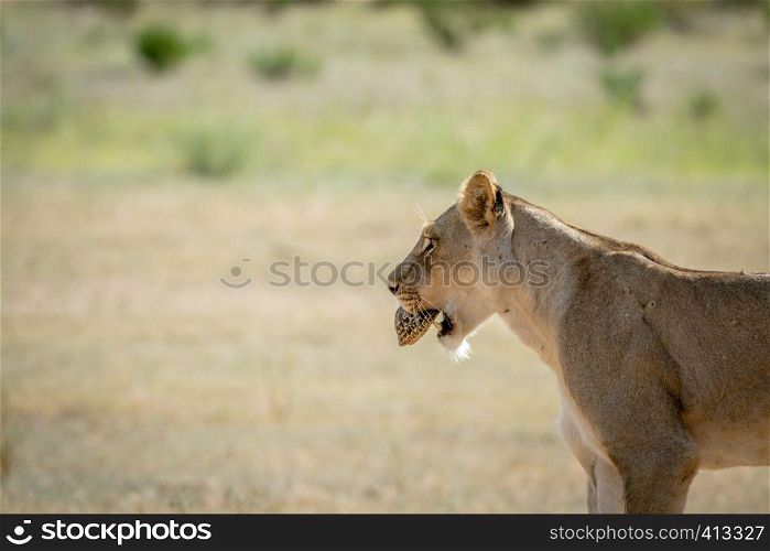 Lioness with a Leopard tortoise in the mouth in the Kalagadi Transfrontier Park, South Africa.