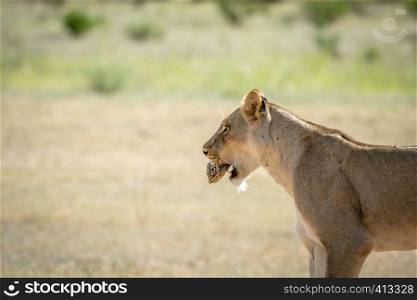 Lioness with a Leopard tortoise in the mouth in the Kalagadi Transfrontier Park, South Africa.