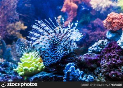 Lionfish in a Dubai aquarium. Pterois mombasae. Petrois Volitans. Lionfish. Turkeyfish. Scorpionfish. Firefish.