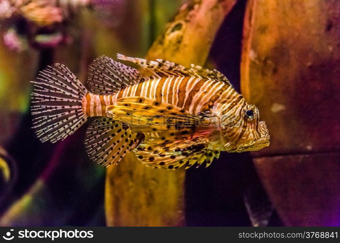 Lionfish in a Dubai aquarium. Pterois mombasae. Petrois Volitans. Lionfish. Turkeyfish. Scorpionfish. Firefish.