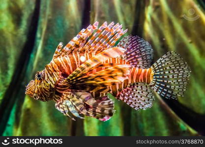 Lionfish in a Dubai aquarium. Pterois mombasae. Petrois Volitans. Lionfish. Turkeyfish. Scorpionfish. Firefish.