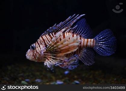 Lionfish in a Moscow Zoo aquarium