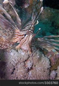 Lionfish (Pterois Miles)