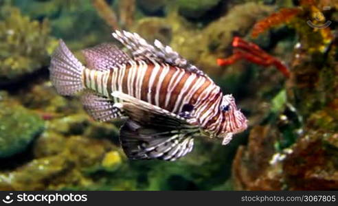 Lionfish (Pterois mombasae) in a Barcelona aquarium