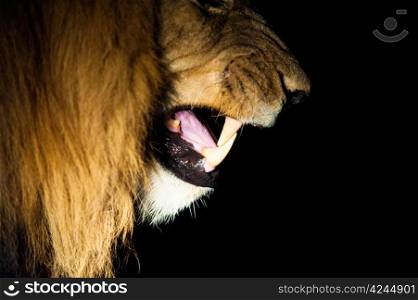 Lions (Leo panthera) at night, Kruger National Park