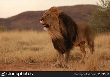 Lions - Namibia, Africa