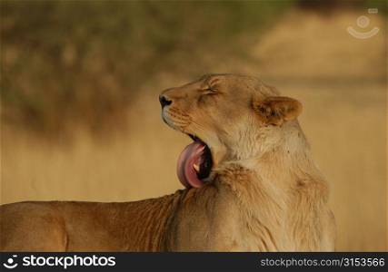 Lions - Namibia, Africa