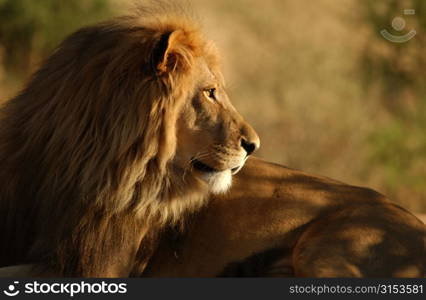 Lions - Namibia, Africa