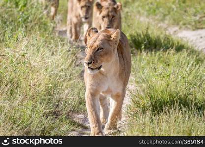 Lions walking towards the camera in the Chobe National Park, Botswana.