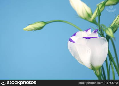 lisianthus eustoma blue shadow on blue background