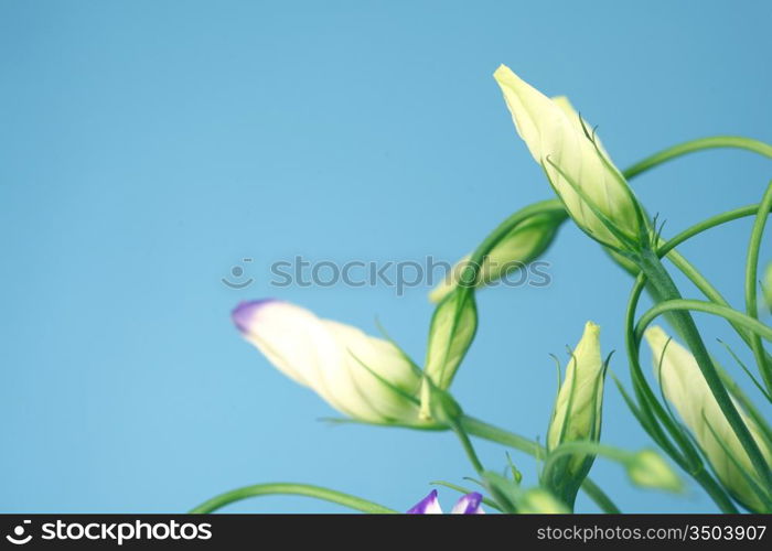 lisianthus eustoma blue shadow on blue background