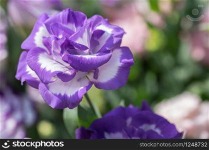 Lisianthus flower in garden at sunny summer or spring day for postcard beauty decoration and agriculture design.